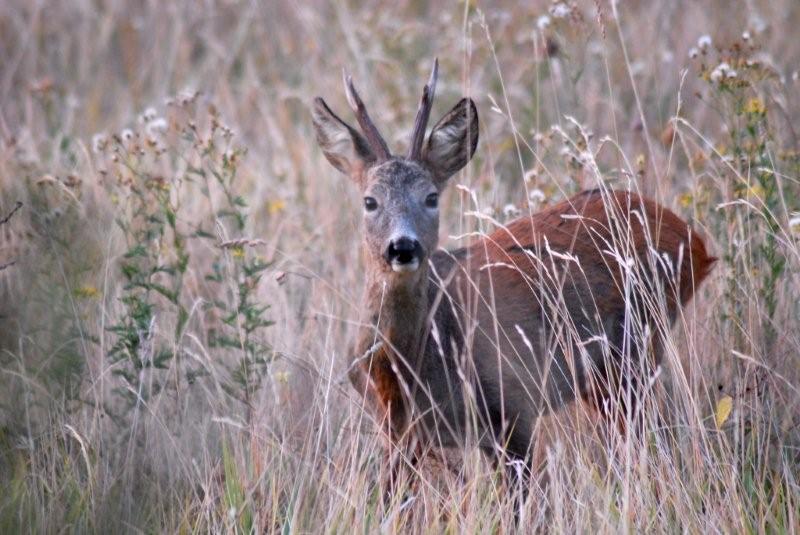 Il Capriolo